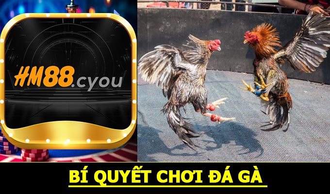 Bí quyết chơi đá gà